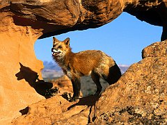 Rocky Habitat, Red Fox